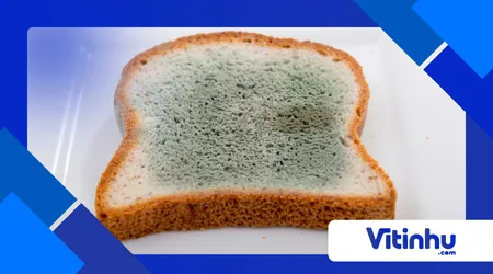 Como os Alimentos Mofam? Ação dos Fungos e a Química do Bolor