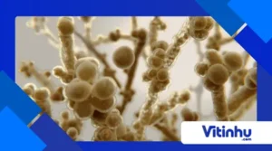 A Ciência do Fermento Natural: Como Ele Transforma Pães e Massas